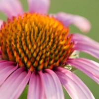 echinacea