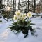 bloemen1